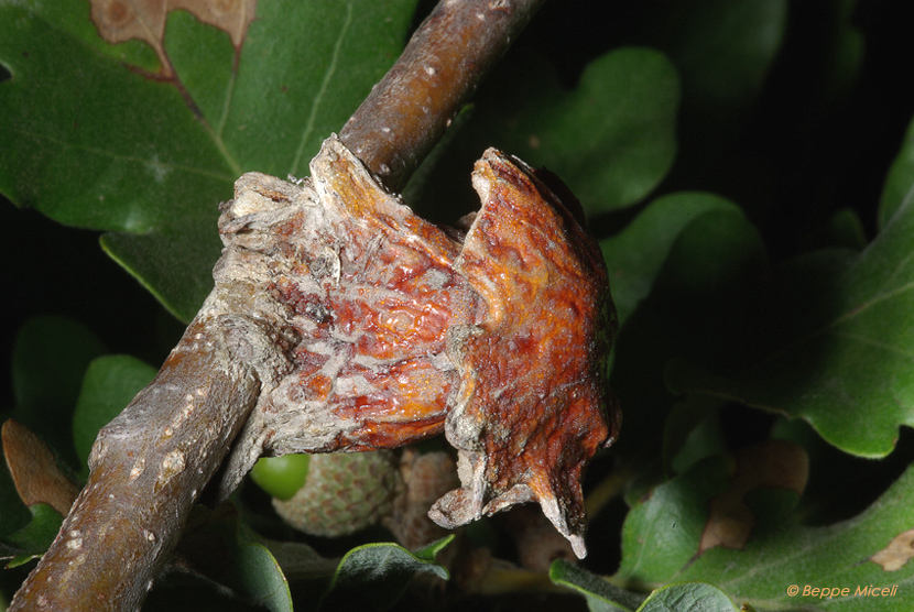 Andricus dentimitratus